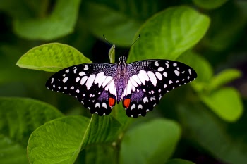 Close-up Photography of a Butterfly