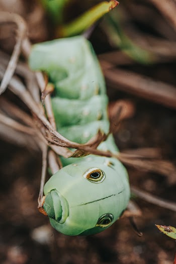Close-up Photography of a Caterpillar