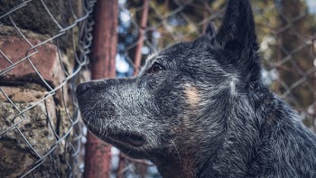 Close-up Photography of a Dog