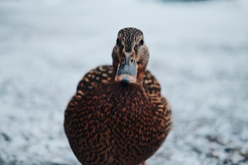 Close-Up Photography of a Duck