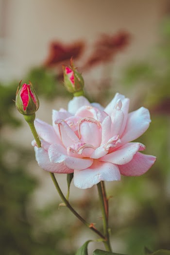 Close-up Photography of a Flower