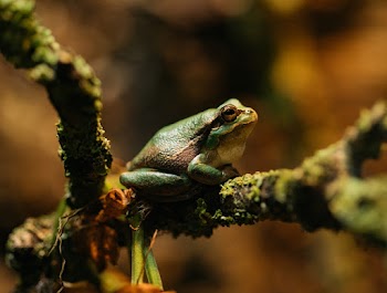 Close-up Photography of a Frog