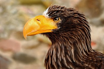 Close-up photography of a giant eagle Adler bird