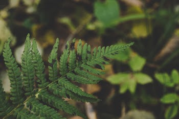 Close-up Photography of a Leaf