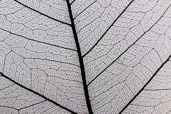 Close-up Photography of a Leaf