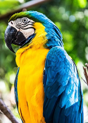 Close-Up Photography of a Parrot