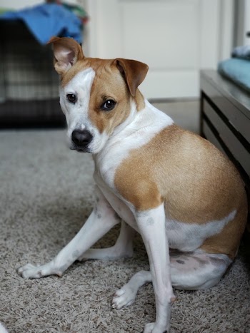 Close-Up Photography of a Sitting Dog