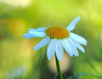 Close Up Photography of a White Aster Flower in Bloom at Daytime