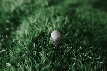 Close-up Photography of Acorn on the Grass