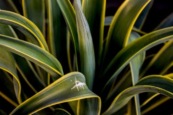 Close-Up Photography of Agave Plant
