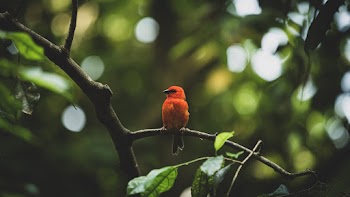 Close-Up Photography of an Orange Bird