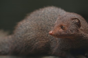 Close-up Photography Of Animal
