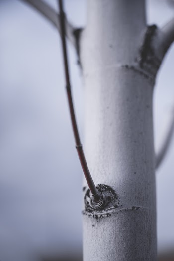 Close Up Photography of Bamboo