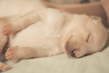Close-up Photography of Beige Puppy Sleeping on White Textile