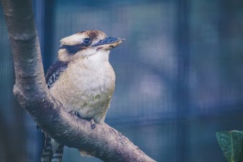 Close-up Photography Of Bird