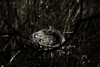 Close Up Photography of Bird Nest