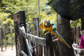 Close-Up Photography of Bird Perched on Wood