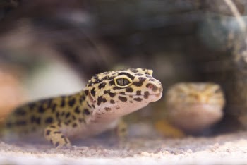 Close-up Photography of Black and Brown Lizard
