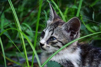 Close-up Photography of Black and White Cat