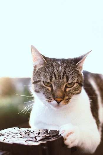 Close-up Photography of Black and White Tabby Cat