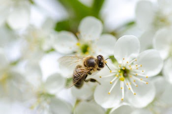 Close-up Photography of Black Bee on White Flower