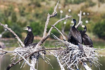 Close-Up Photography of Black Birds Perched on Branch