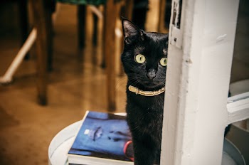 Close-Up Photography of Black Cat