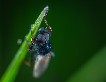 Close-up Photography Of Black Insect