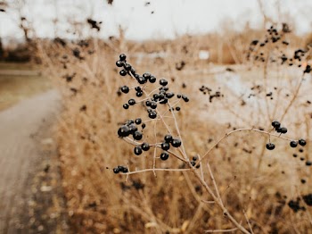 Close-up Photography of Black Plant Berries