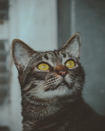 Close-up Photography of Black Tabby Cat