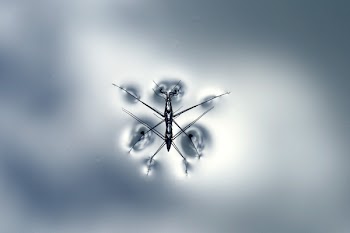 Close-up Photography of Black Water Strider on Water