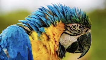 Close-up Photography Of Blue And Yellow Macaw