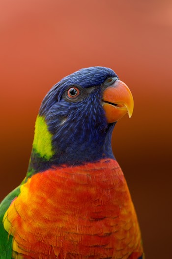 Close-up Photography of Blue, Orange, and Green Parrot