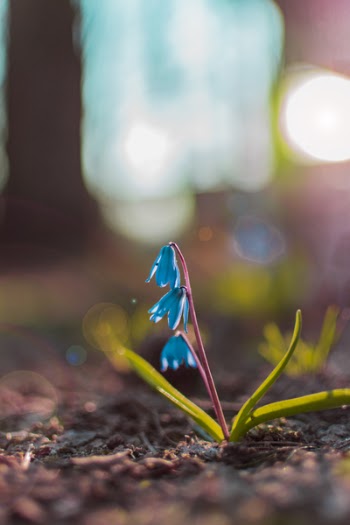 Close-up Photography of Blue Petaled Flowers