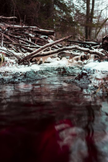 Close-up Photography of Body of Water Beside Tree Branches at Daytime