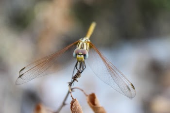 Close-up Photography of Brown and Green Dragonfly