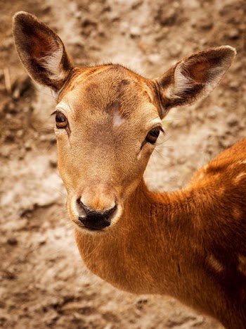 Close Up Photography of Brown Deer during Daytime
