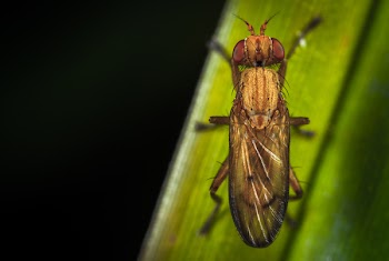 Close-up Photography of Brown Insect Perching on Green Leaf