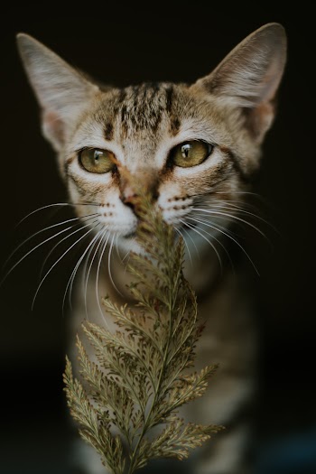 Close-up Photography of Brown Leaf in Front of Standing Orange Cat