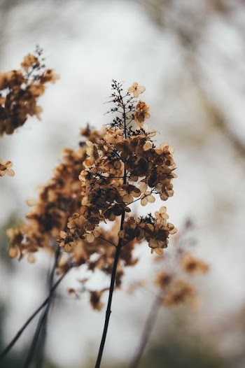 close-up photography of brown leaf plant