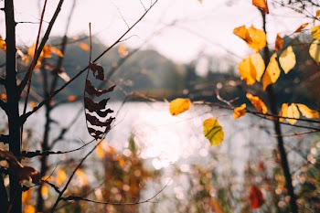 Close-up Photography of Brown Leafed Trees Near Calm Water