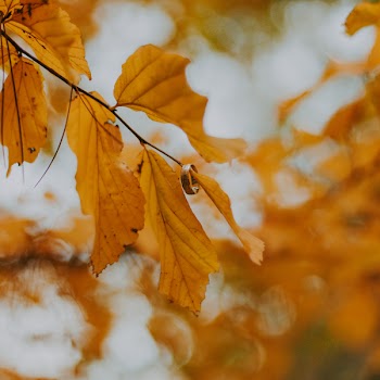 Close-Up Photography of Brown Leaves