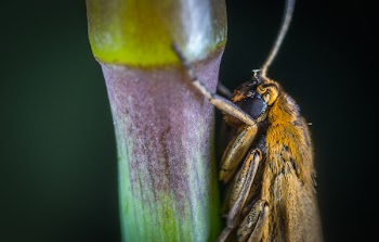 Close-up Photography Of Brown Moth Perched On Plant Stem