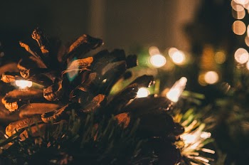 Close-up Photography Of Brown Pine Cone