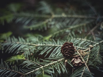 Close-Up Photography of Brown Pine Cone on Green Leaves