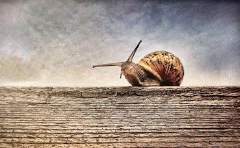 Close-up Photography of Brown Snail on Brown Wooden Surface