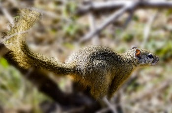 Close Up Photography of Brown Squirrel