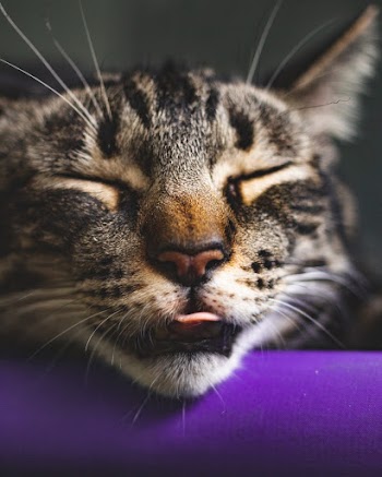Close-up Photography of Brown Tabby Cat