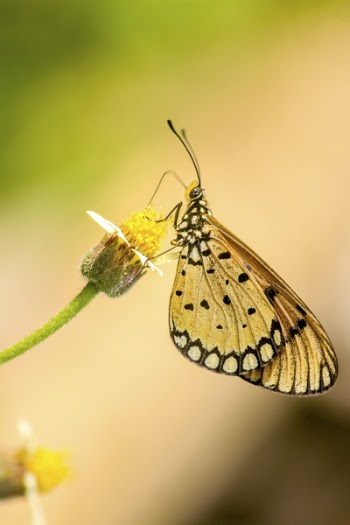 Close-up Photography of Butterfly