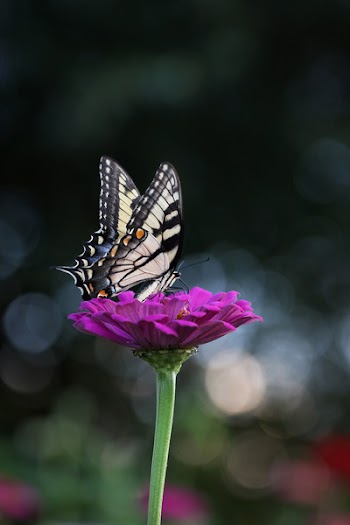 Close-up Photography of Butterfly
